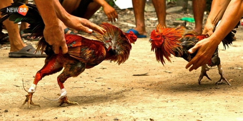 Đá gà