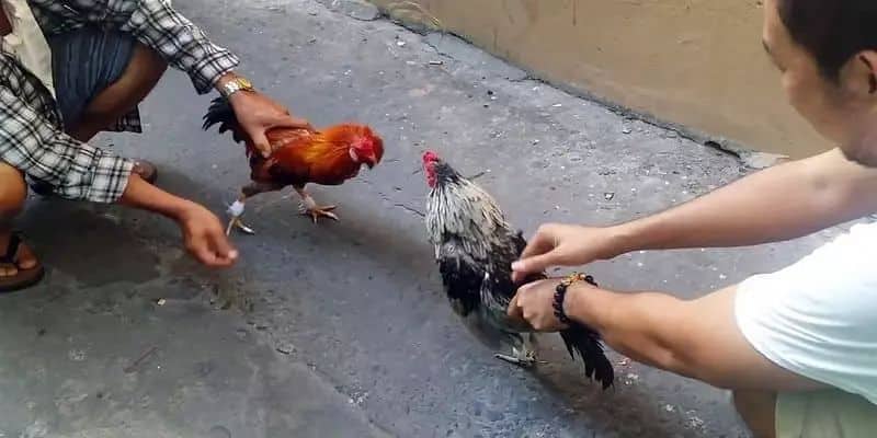 Đôi nét về đá gà cựa sắt với các loại cựa khác nhau