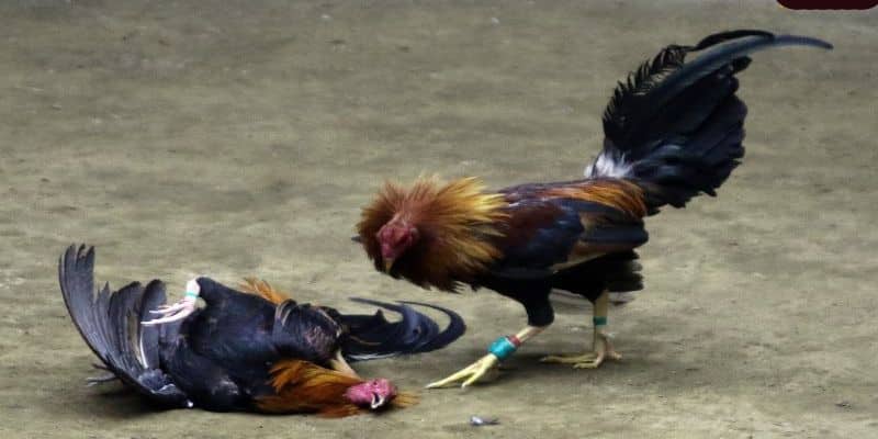 Những điều kiện tác động đến kết quả cuộc thi