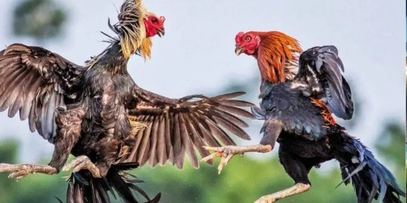 Chọn cựa thích hợp cho chiến kê